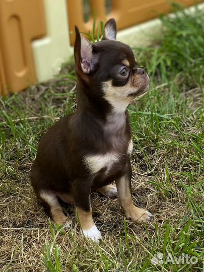 Шикарная красотка чихуахуа