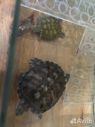 Красноухая черепаха с аквариумом