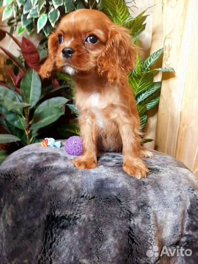 Спаниель супер