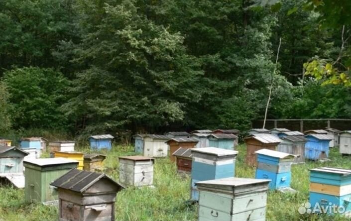 Мёд натуральный с Алтая опт от 16 кг