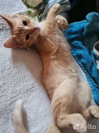 В клетке. Мальчик 3-4 мес. Ищем дом