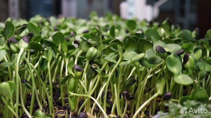 Микрозелень