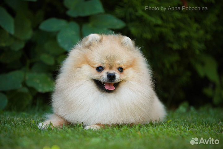 Кобель шпиц на вязку