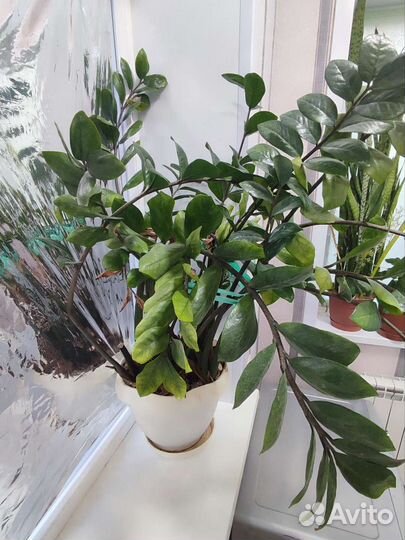 Замиокулькас