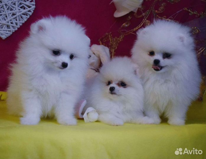 Щенки померанского шпица медвежьего типа