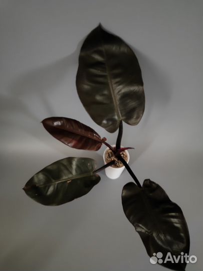 Филодендрон блек кардинал