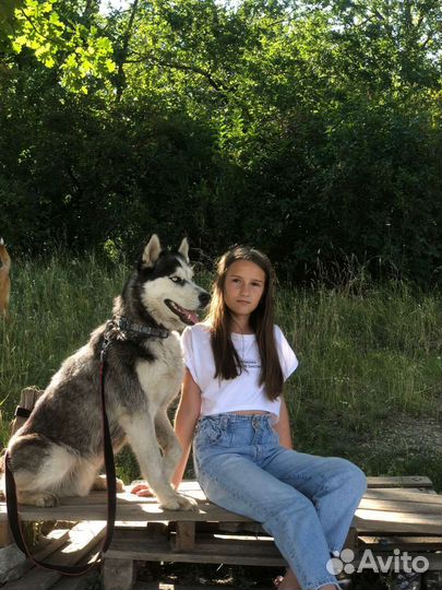 Выгул собак