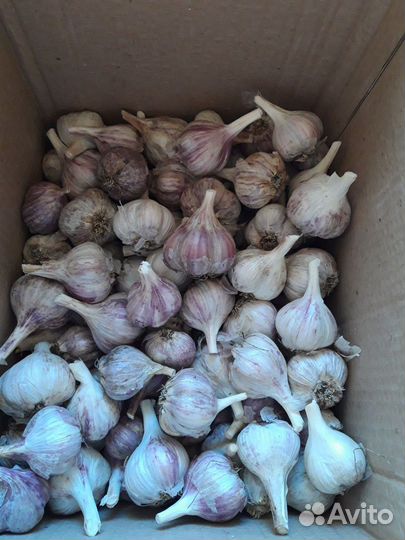 Продам чеснок