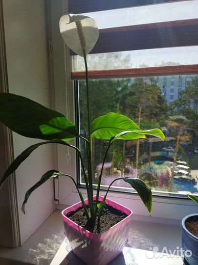 Сансевиерия сортовая