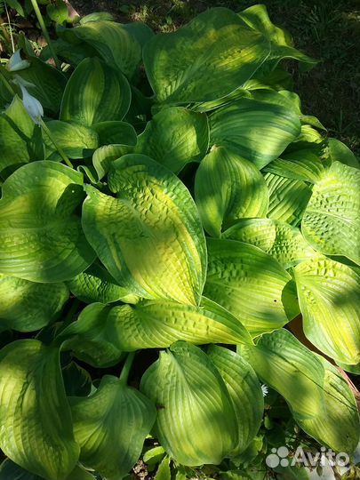 Хосты кустами