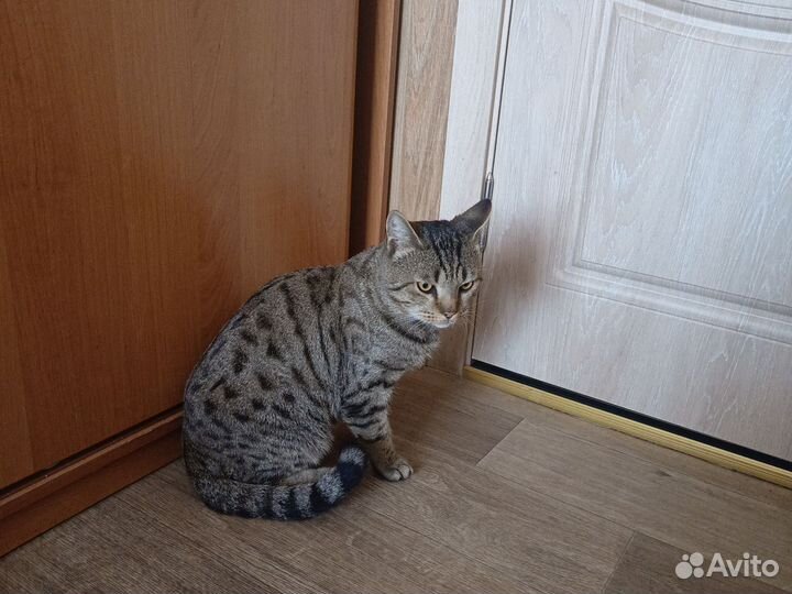 Продам бенгала , Тында