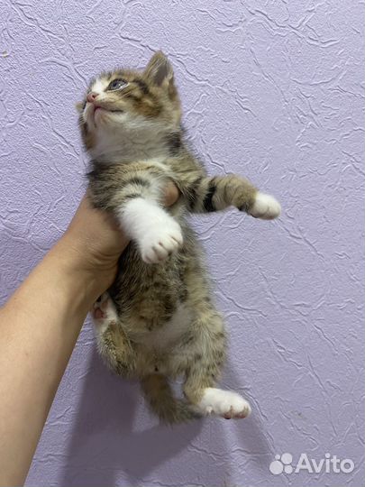 Шотландская