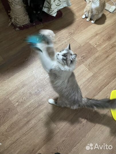 Голубоглазый кот из приюта