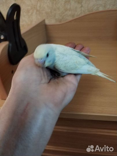 Птенцы редкого окраса волнистого попугая