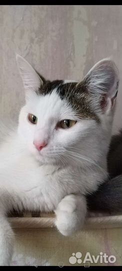 Кошки в добрые руки бесплатно