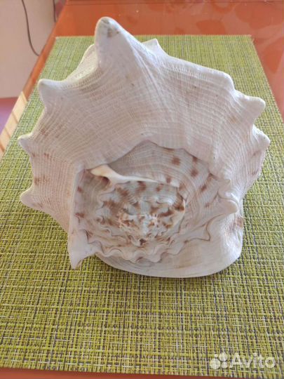 Ракушка морская большая