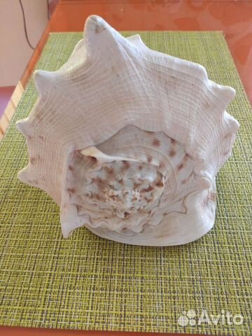 Ракушка морская большая