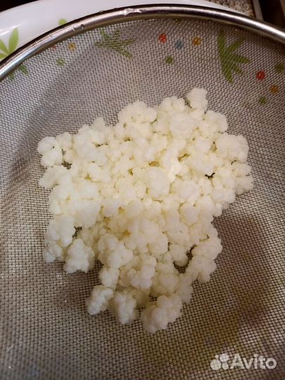 Тибетский гриб(кефирный)