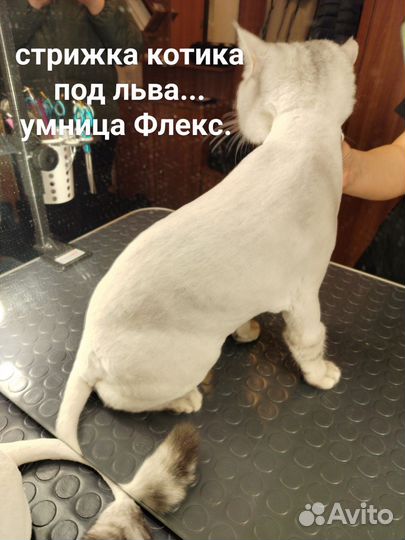 Стрижка собак и кошек/ Мастер грумер