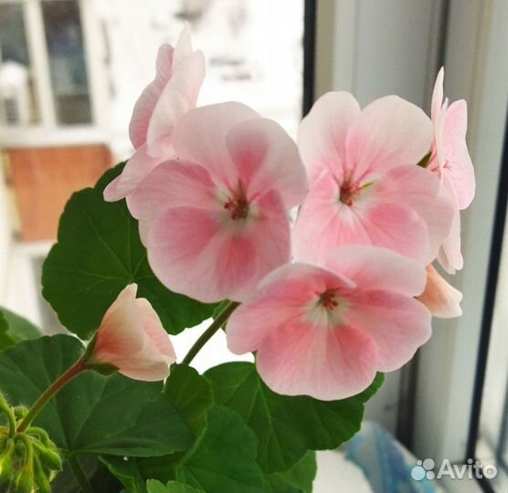 Эустома Пеларгония