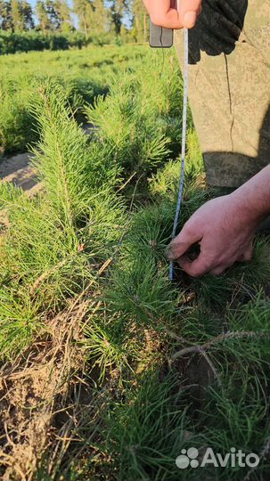 Саженцы сосны и ели окс оптом