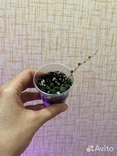 Пеперомия прострата