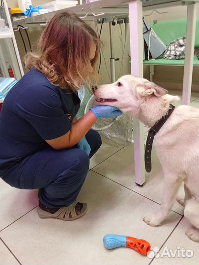 Собака в добрые руки