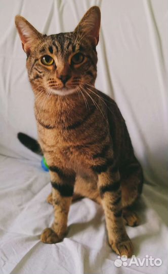 Котик с улицы