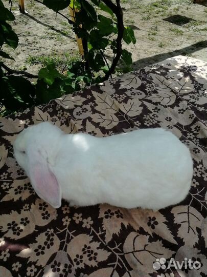 Кролики мясных пород