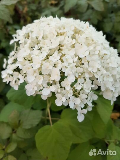 Гортензия древовидная Annabelle