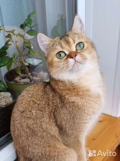 Шотландская прямоухая кошка