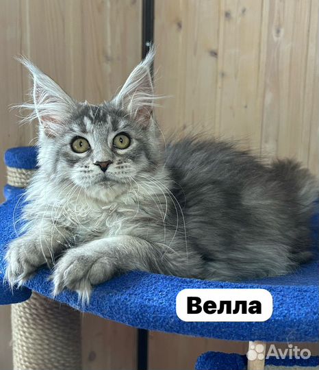 Котята Мейн Кун