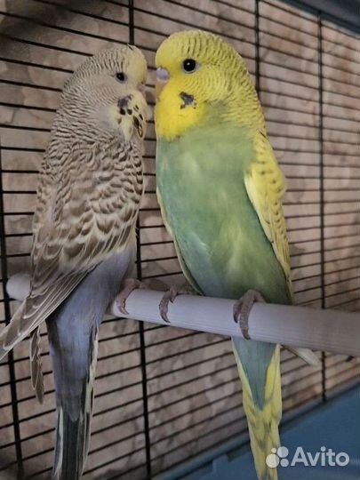 Попугаи ввп чехи птенцы