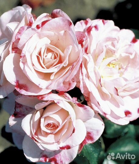 Саженцы Роза шраб Розенштадт Фрайзинг