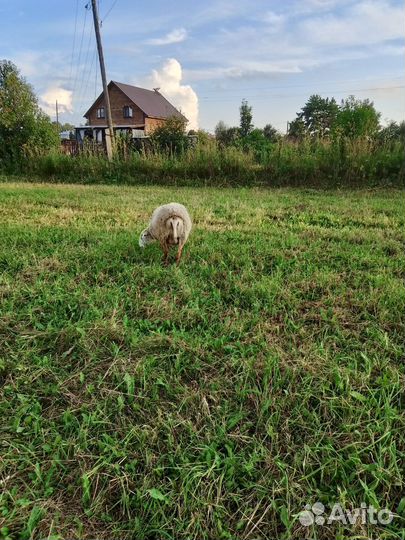 Овцематки, баран, барашки