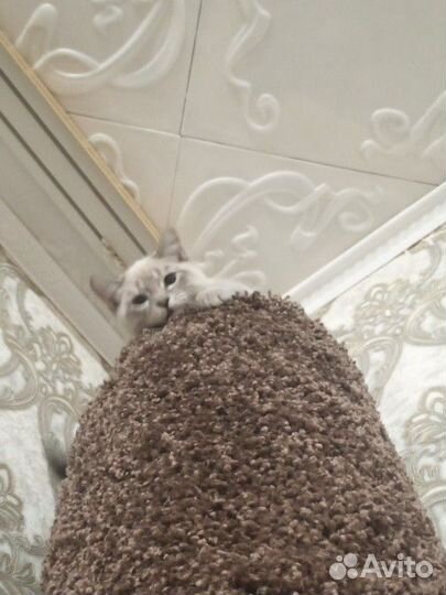 Британский кот смешка