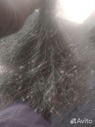 Садовая метла