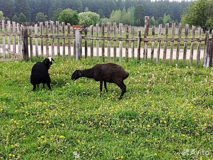 Продам овец и ягнят