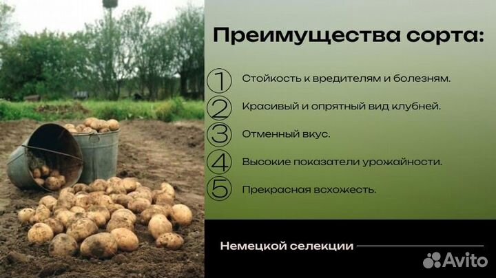 Семенной Картофель, сорт 