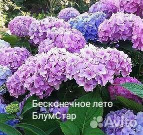 Бесконечное лето Блум Стар крупнолистная гортензия