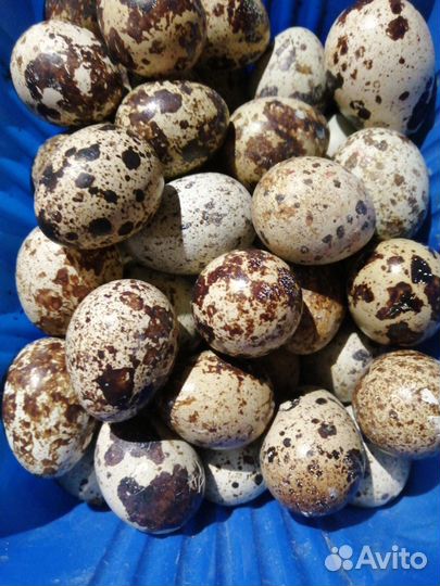 Перепела породы Феникс, перепелки-несушки на яйца