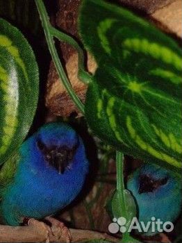 Форбес, гульды, японские, астрильды