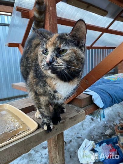 Трехцветная кошечка в добрые руки