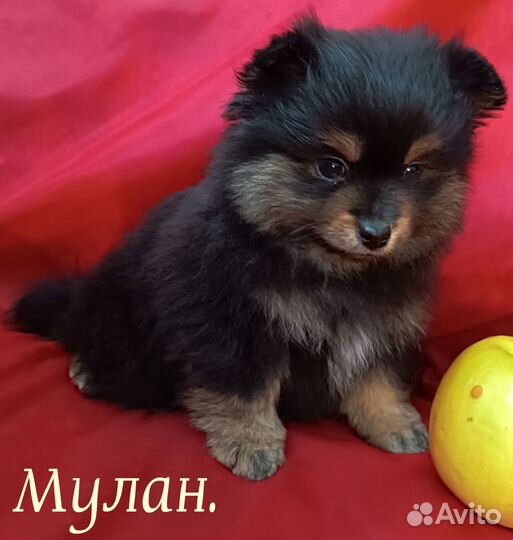 Девчуля-шпицуля