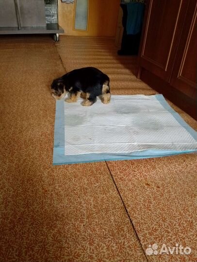 Йоркширский терьер