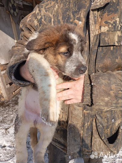 Московская сторожевая