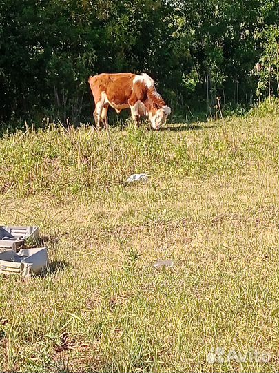 Бык и телка