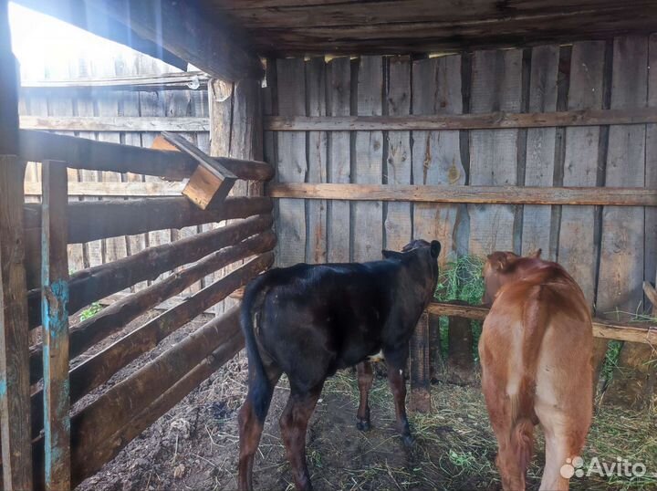 Корова с телятами