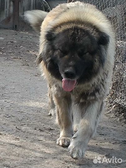Кавказская овчарка