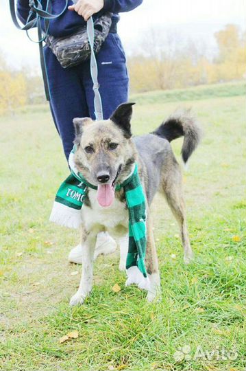 Собака ишет дом